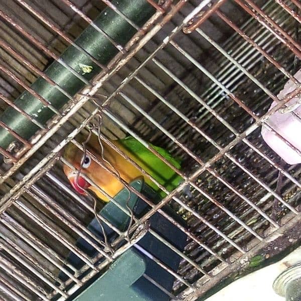 lovebirds for sale Male. 2