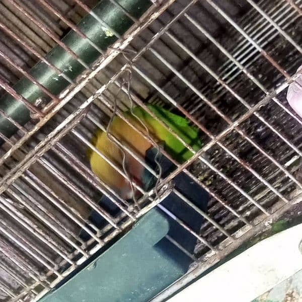 lovebirds for sale Male. 3