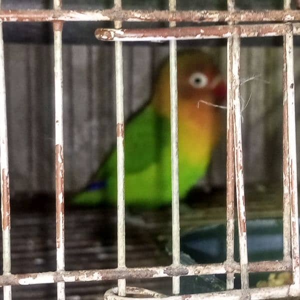 lovebirds for sale Male. 4