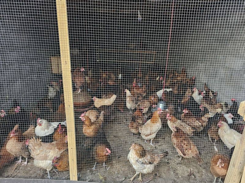 Organic Golden Silver Hen For Sale 0