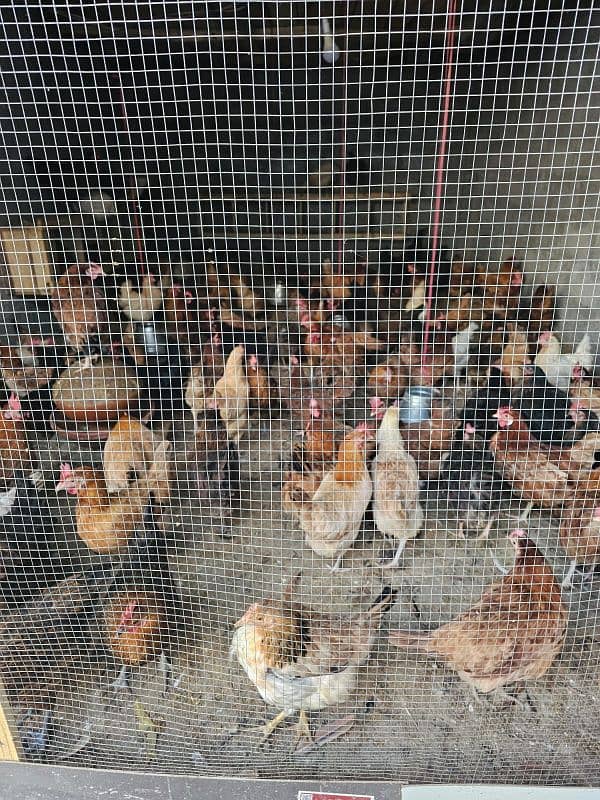 Organic Golden Silver Hen For Sale 1