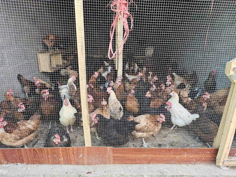 Organic Golden Silver Hen For Sale 4