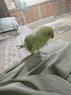 parrot