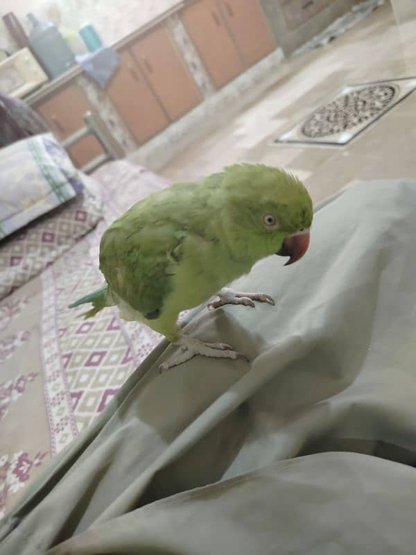 parrot 1