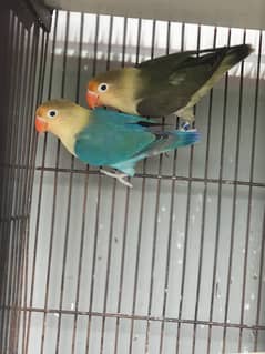 Love Bird Breeder Pairs