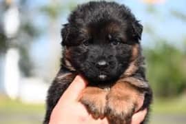 German shepherd puppies available for sale