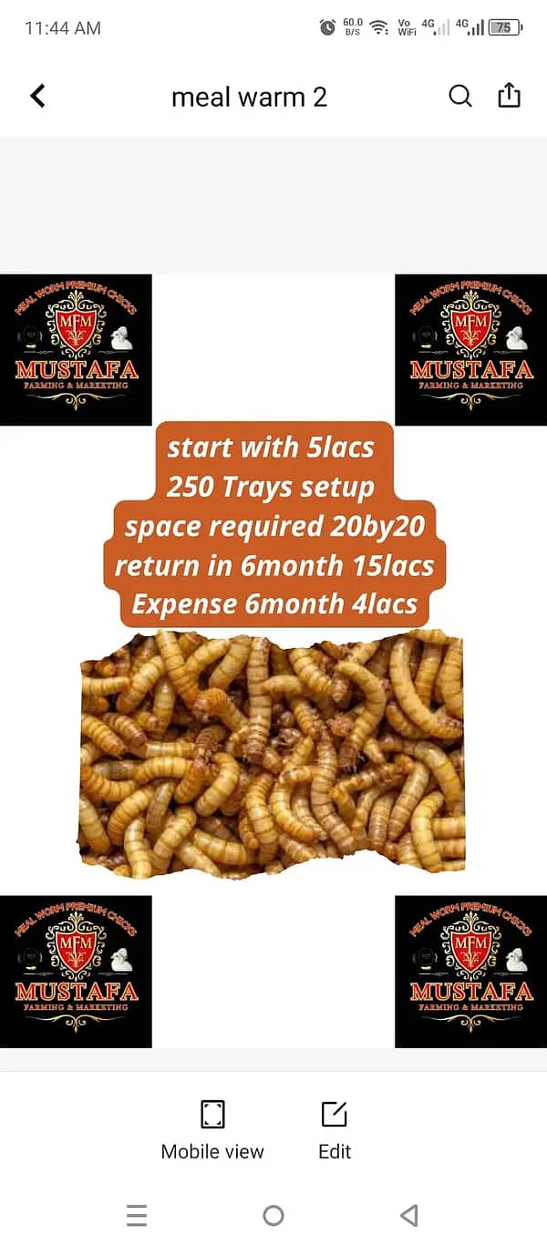 Mealworms | Usa breed Mealworms | beetle | larva | pupa | just Rs :1/ 1