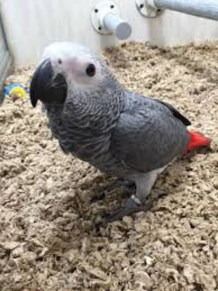 03301974266Cal wathsap african gerry parrot urjunt for sale 0