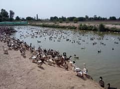 Duck & Desi Poultry Farm