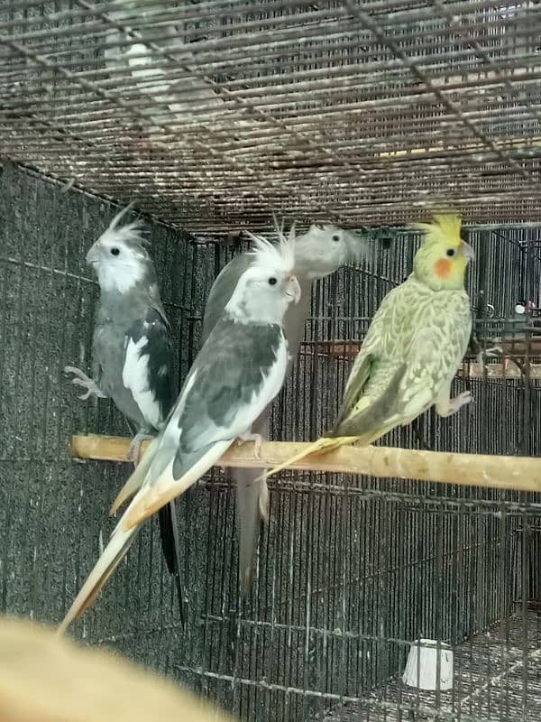 Cocktail Parrot, 7 Breeder Pair 3