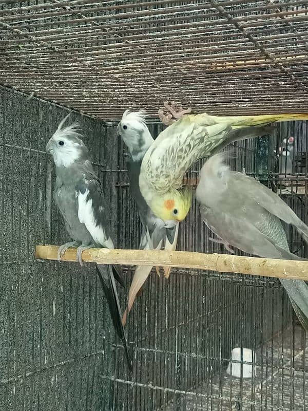 Cocktail Parrot, 7 Breeder Pair 4