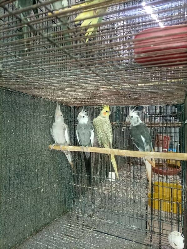 Cocktail Parrot, 7 Breeder Pair 5