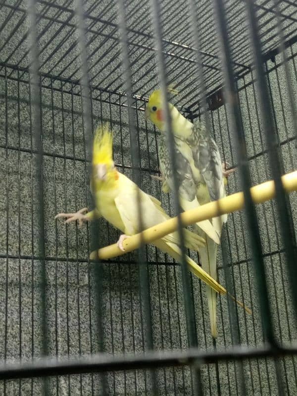 Cocktail Parrot, 7 Breeder Pair 6