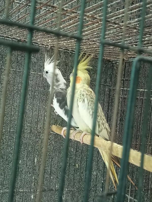 Cocktail Parrot, 7 Breeder Pair 7