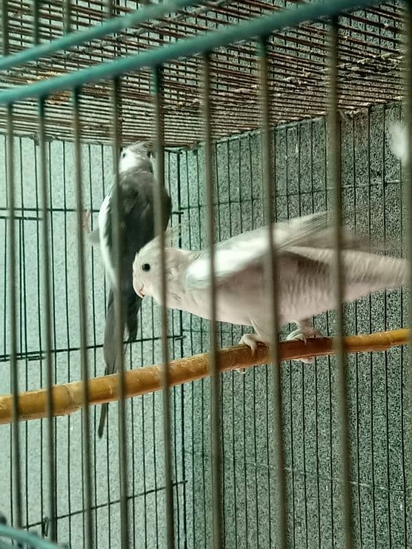 Cocktail Parrot, 7 Breeder Pair 8