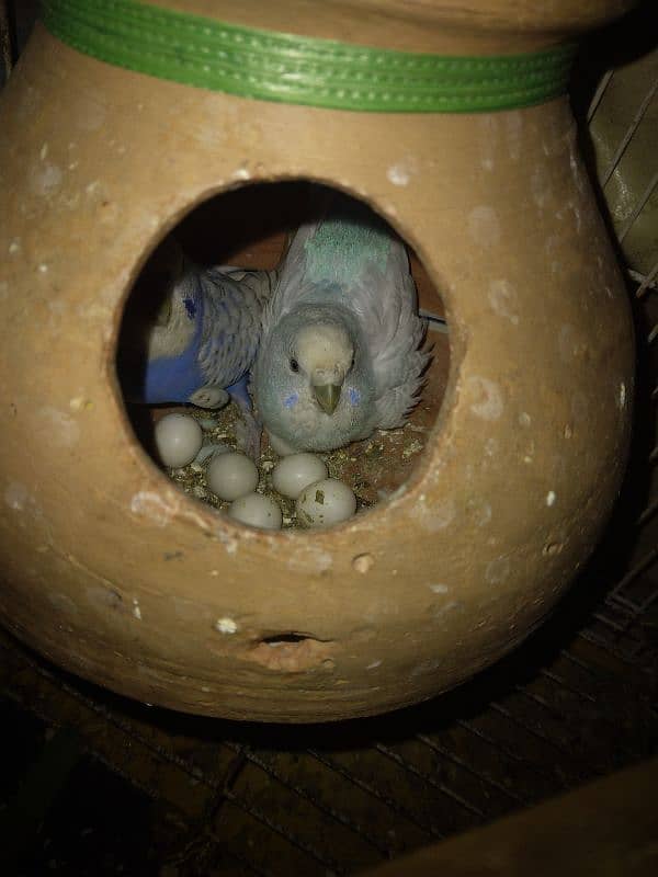 budgie breader pair with egg 0