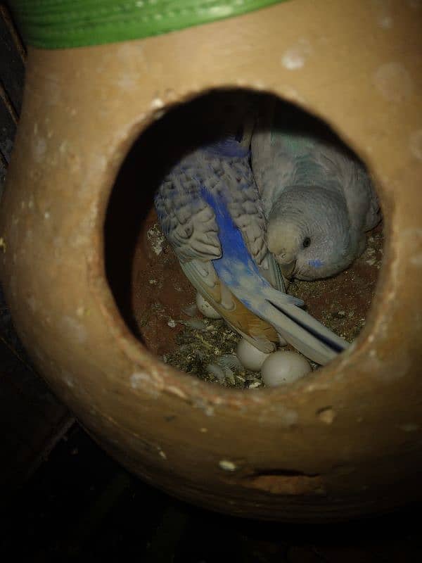 budgie breader pair with egg 1