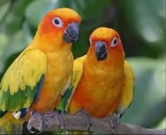 SUNCONURE