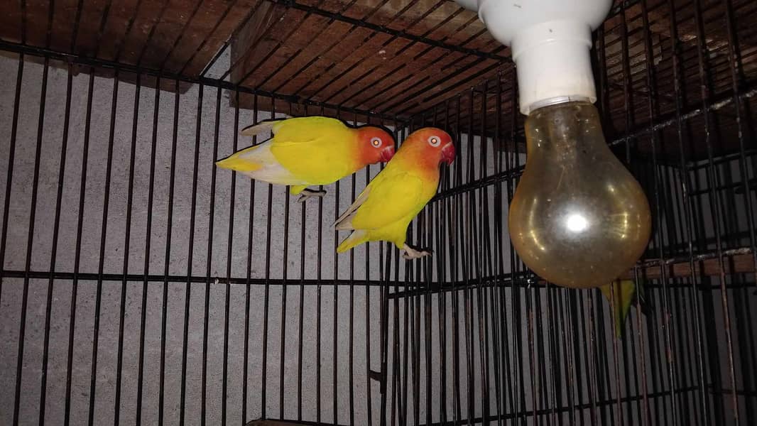 Lovebirds and Cockatiels 0