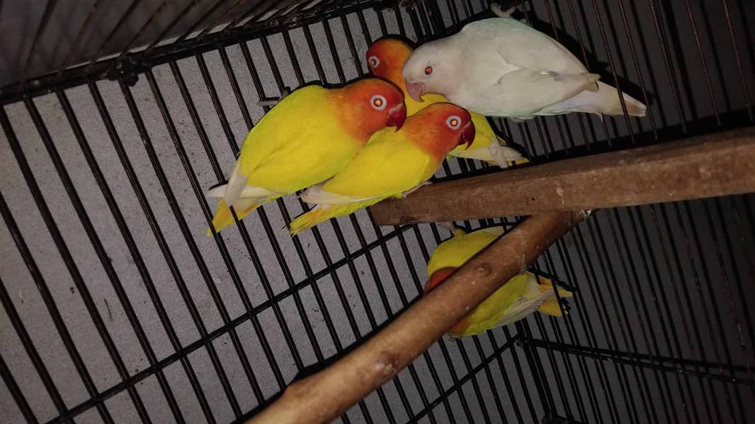 Lovebirds and Cockatiels 2