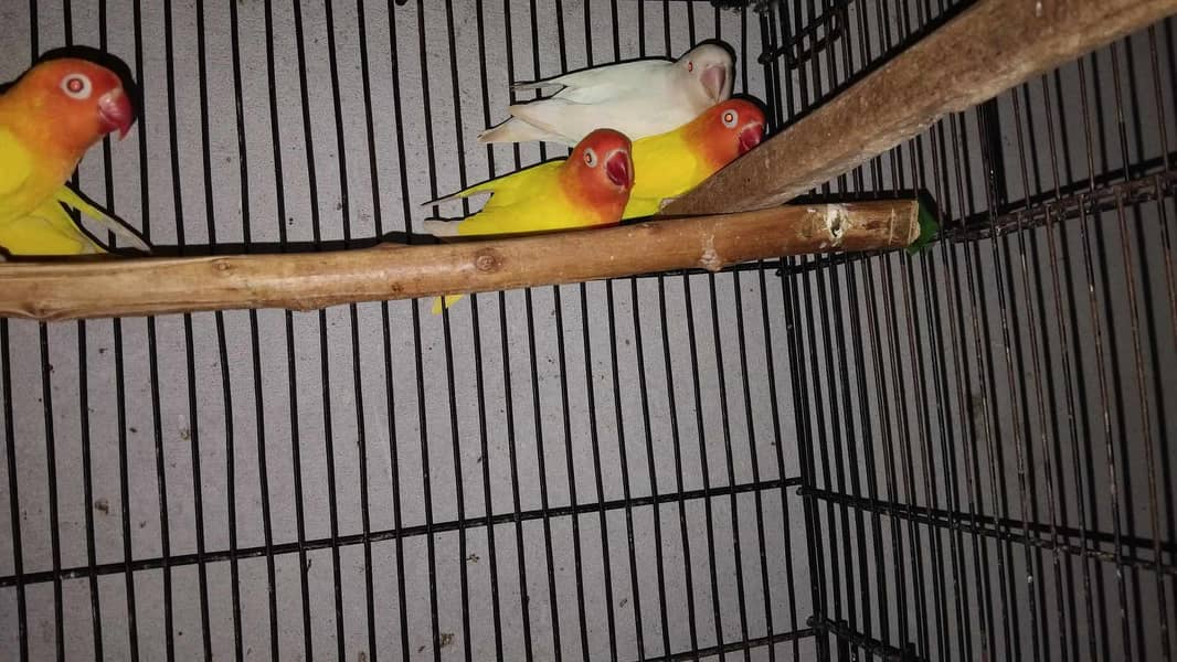 Lovebirds and Cockatiels 3