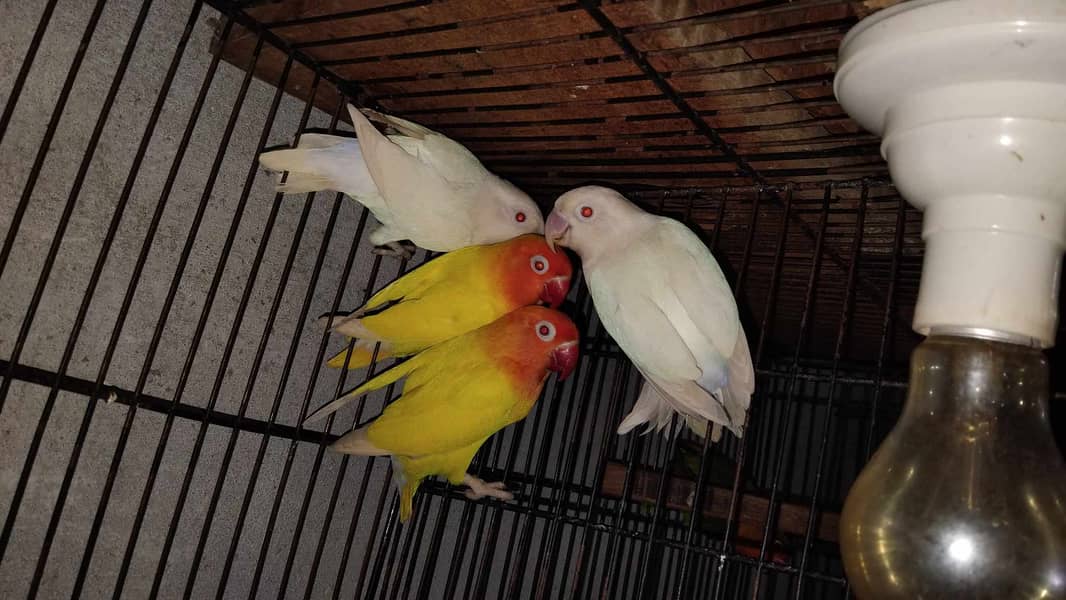 Lovebirds and Cockatiels 4