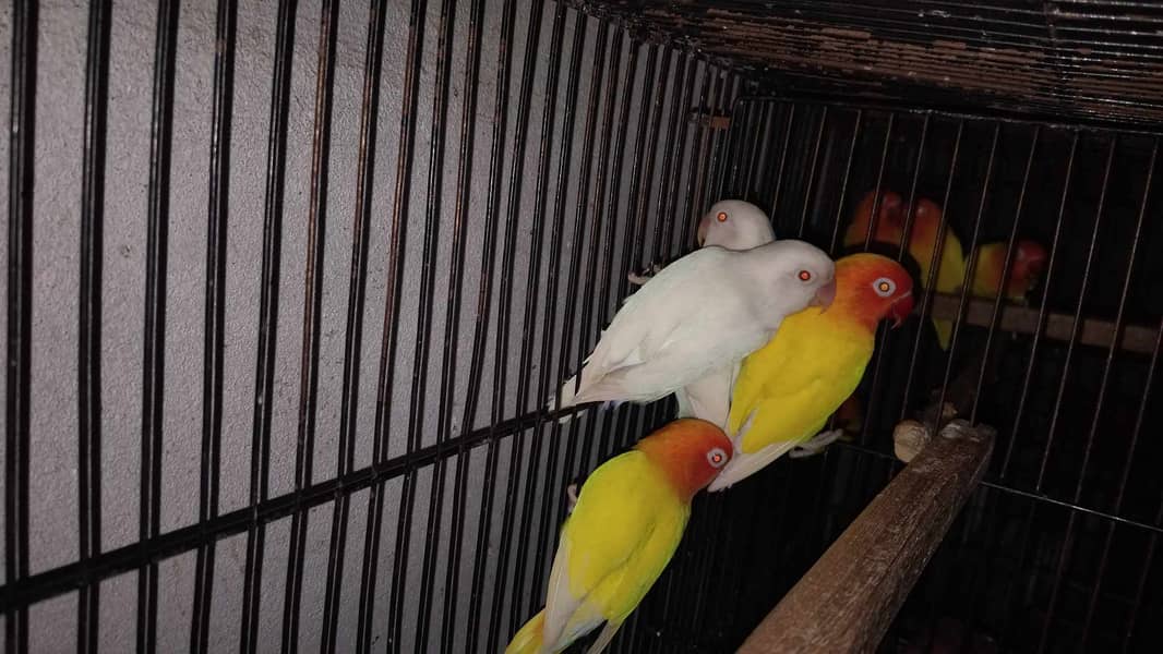 Lovebirds and Cockatiels 5