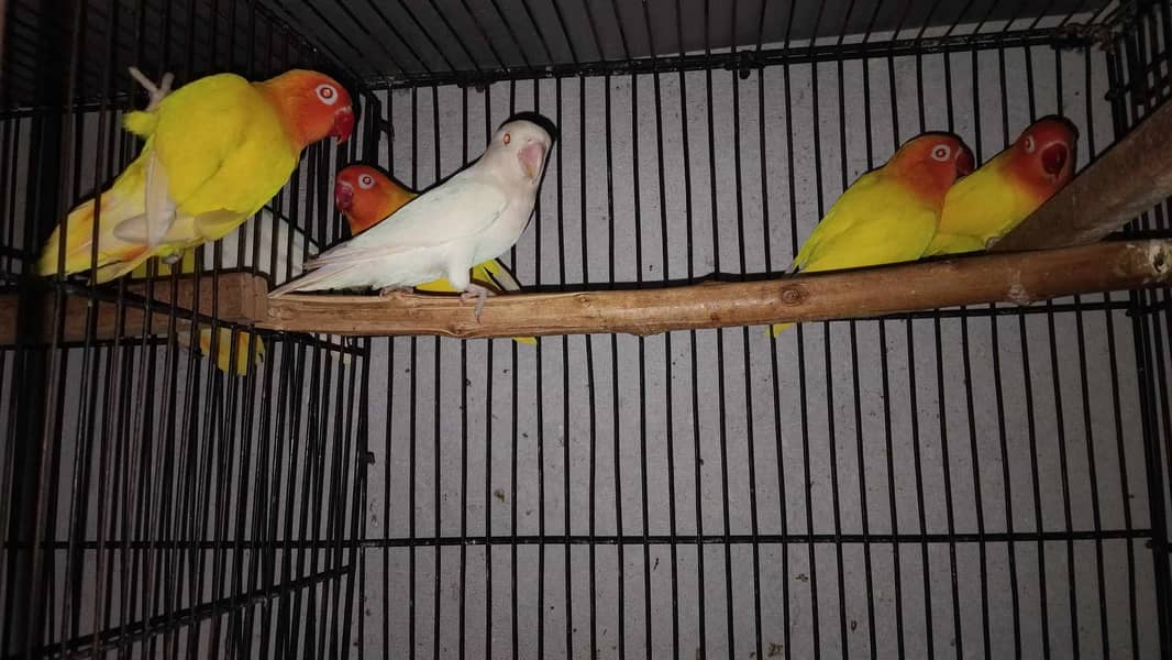 Lovebirds and Cockatiels 6