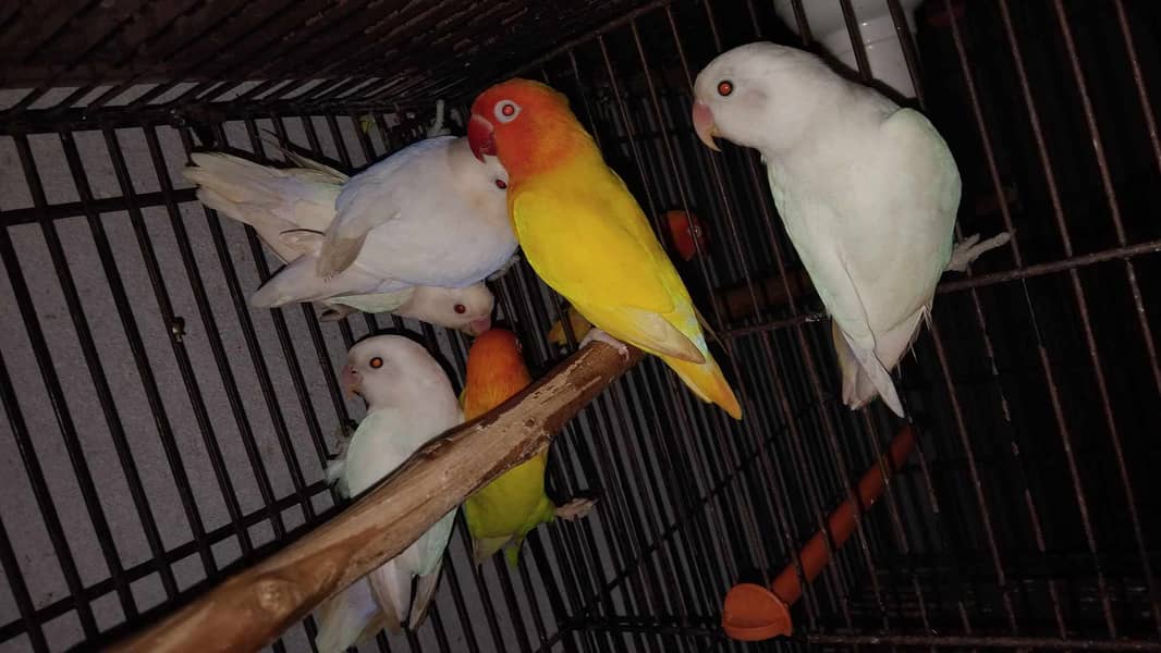 Lovebirds and Cockatiels 7