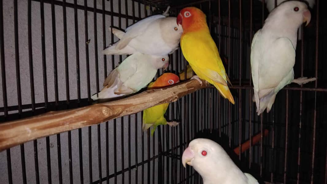 Lovebirds and Cockatiels 8