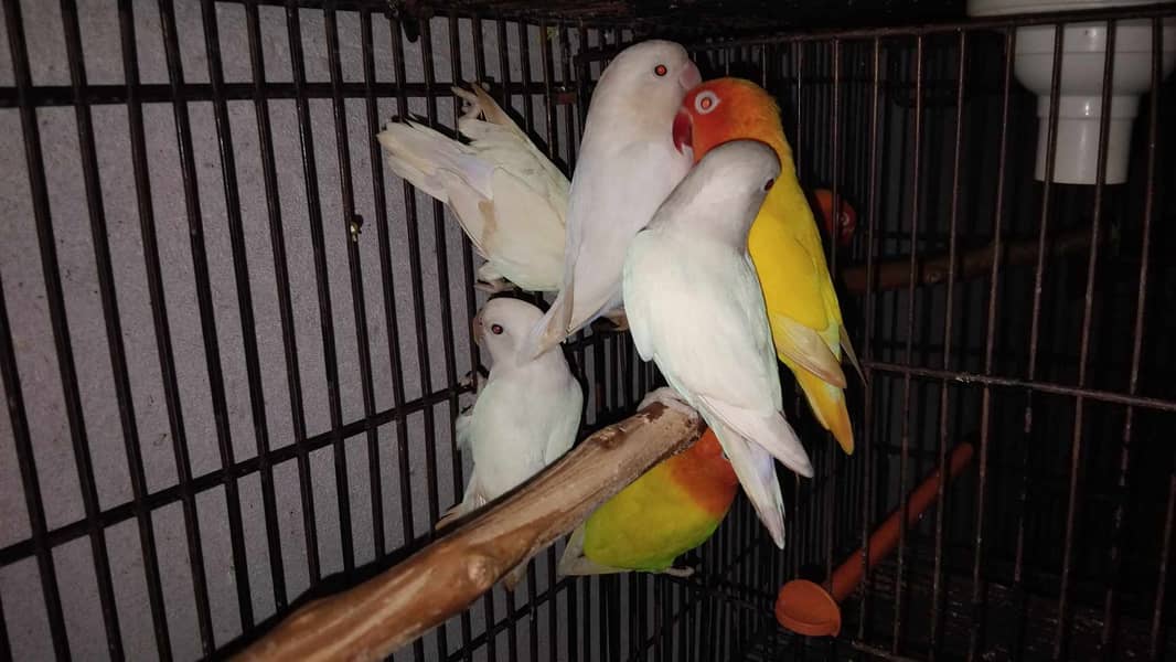 Lovebirds and Cockatiels 9