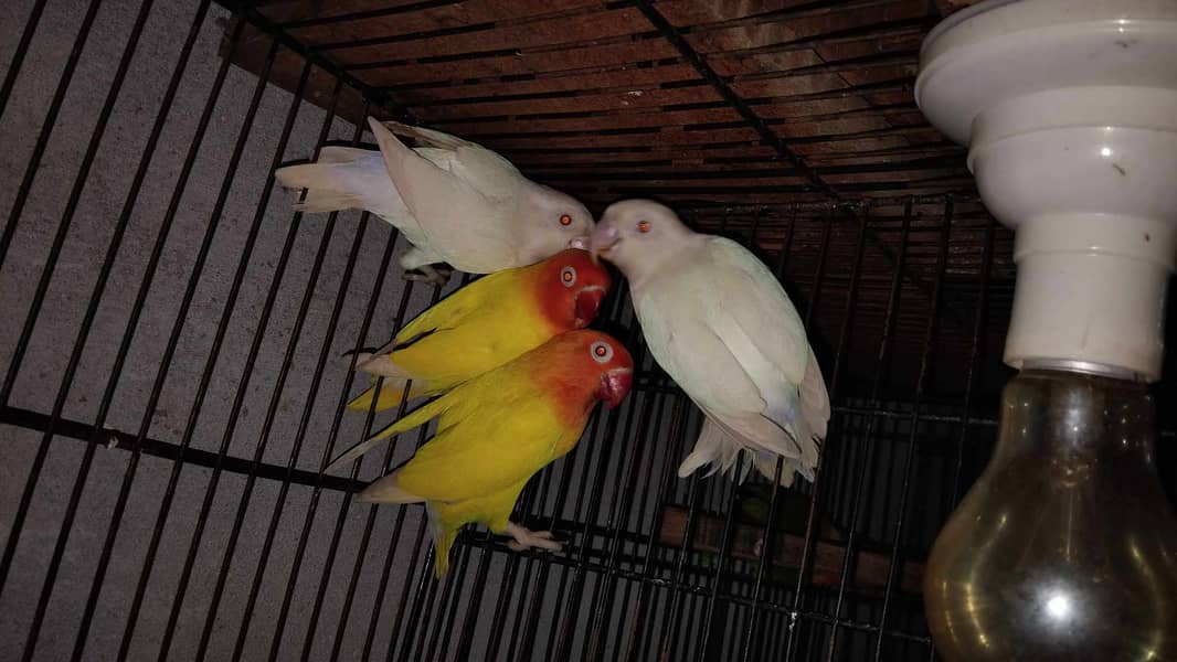 Lovebirds and Cockatiels 10