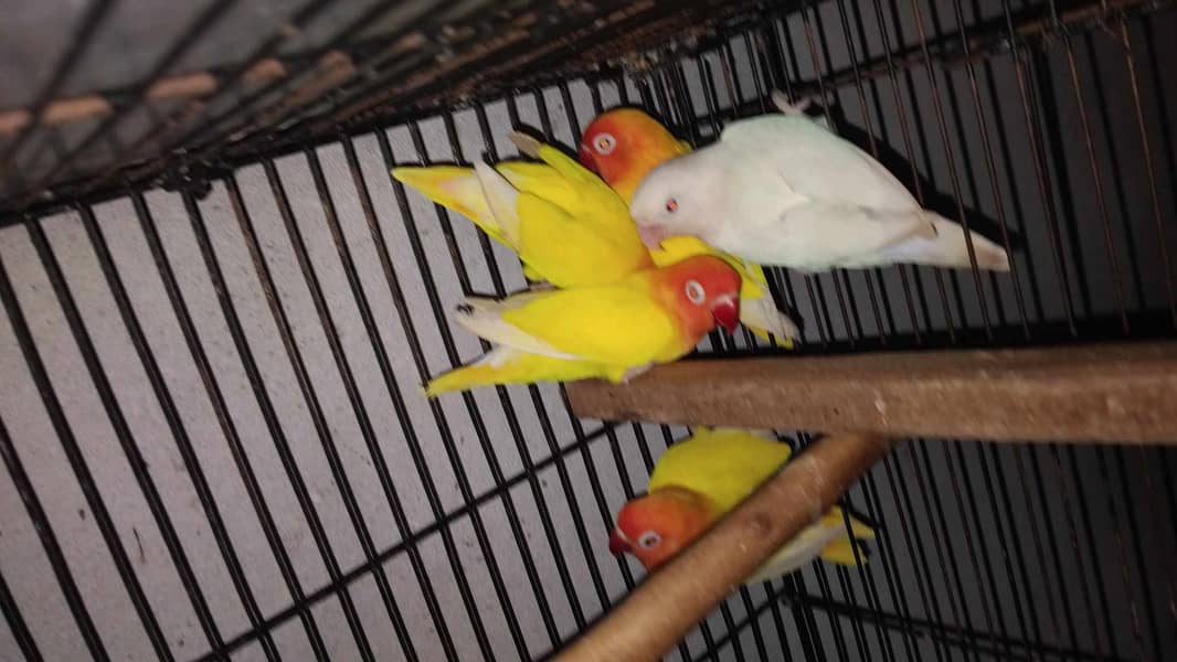 Lovebirds and Cockatiels 13