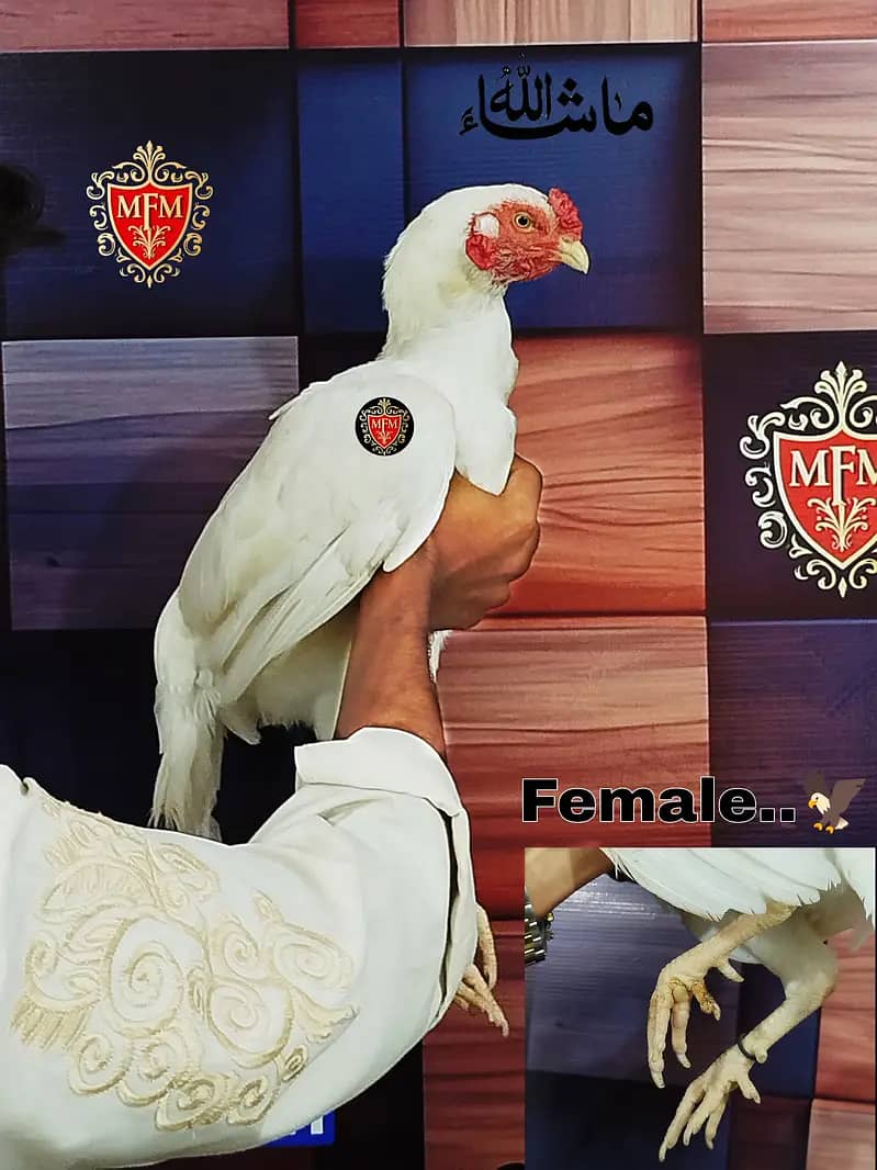 Paper White Chicks | Aseel Chicks | High Quality Heera | Aseel Pair 18