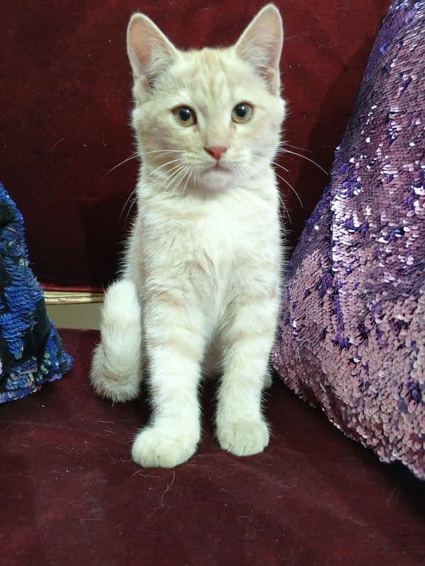 Pure Persian Kitten Short hair 2