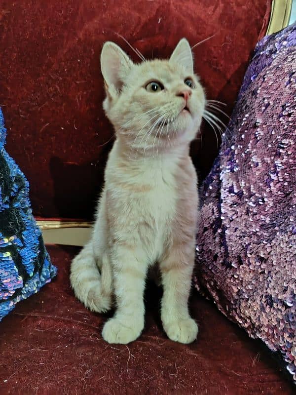 Pure Persian Kitten Short hair 3