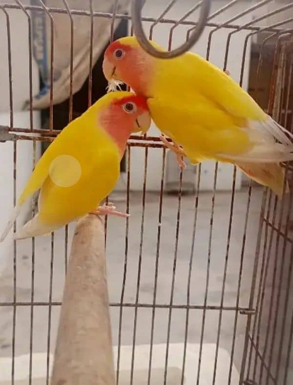 love bird for sall 2