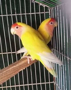 lovebird