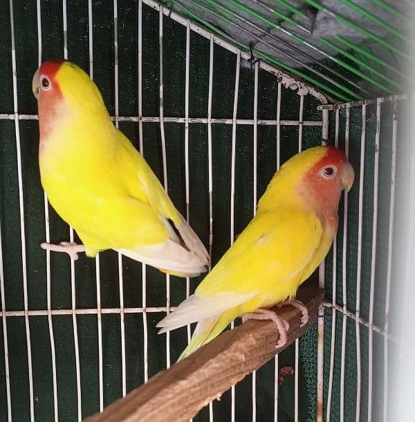 lovebird 2