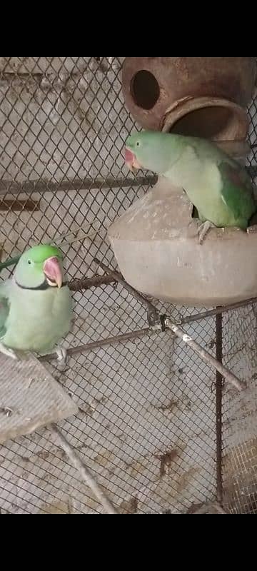 Pahari Parrot For Sale 0