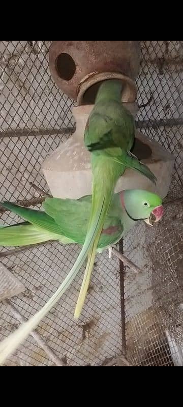 Pahari Parrot For Sale 1