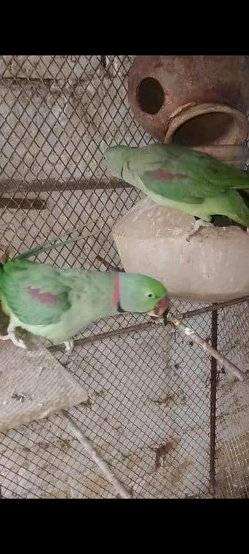 Pahari Parrot For Sale 2