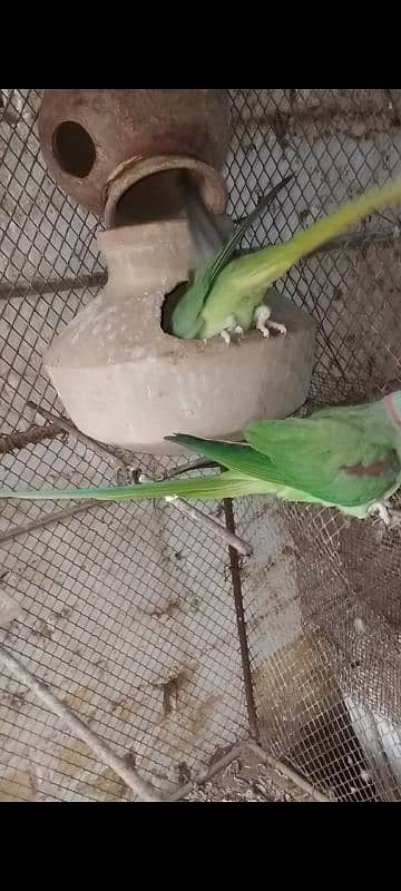 Pahari Parrot For Sale 3