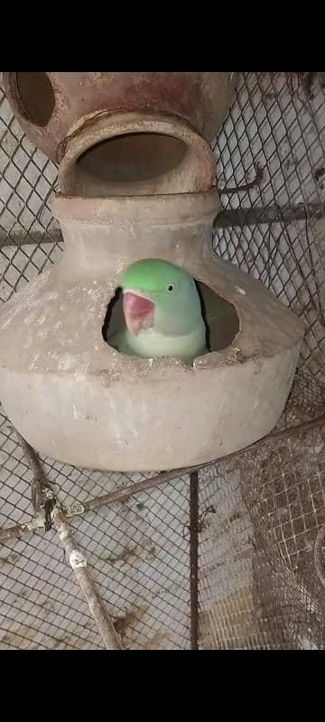 Pahari Parrot For Sale 4