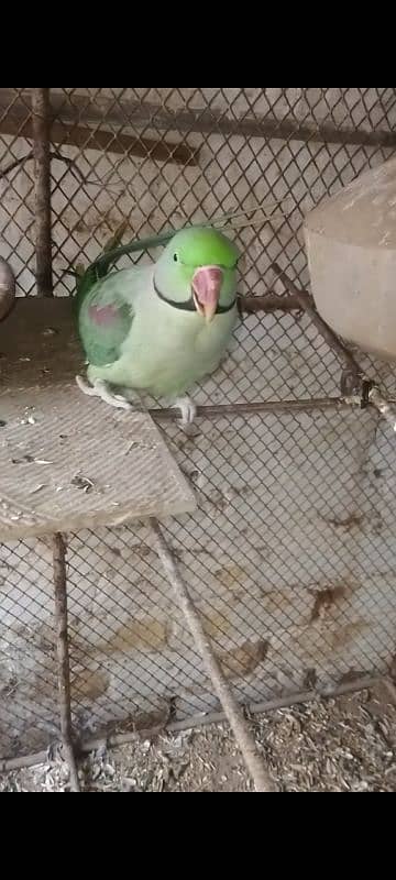 Pahari Parrot For Sale 5