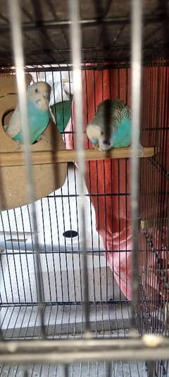 Budgies All Breeder Pair