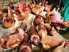 lohmon brown hens for sale full active egg start