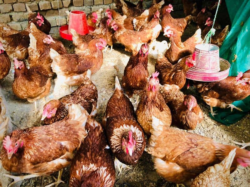 lohmon brown hens for sale full active egg start 0