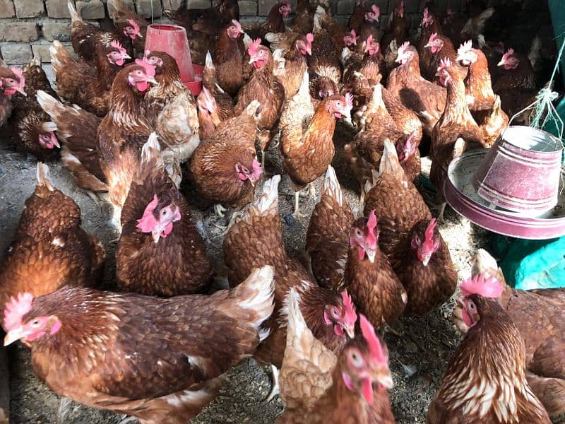 lohmon brown hens for sale full active egg start 2