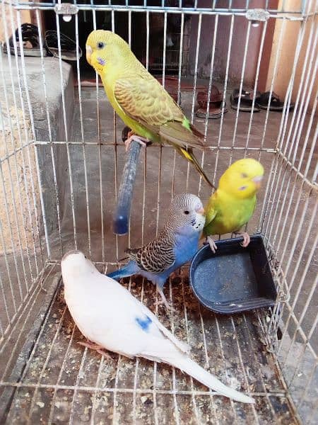 Birds Budgies Parrot 5